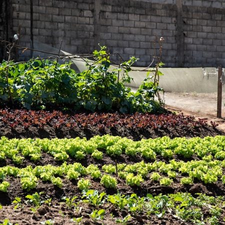 Moradores de Contagem transformam área degradada em horta comunitária modelo