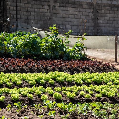 Moradores de Contagem transformam área degradada em horta comunitária modelo